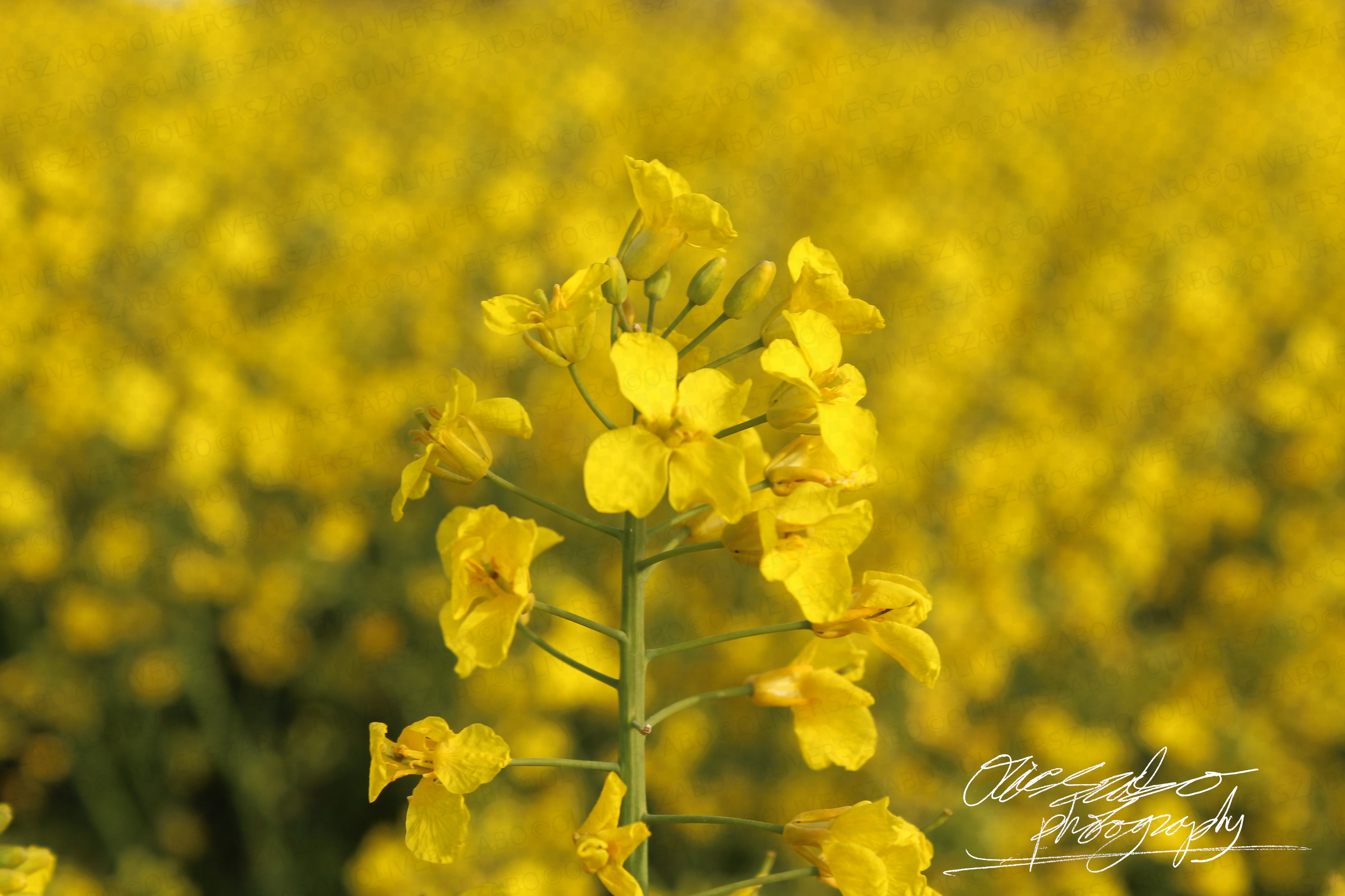 Rapeseed